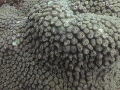 Metropolis in Coral.jpg